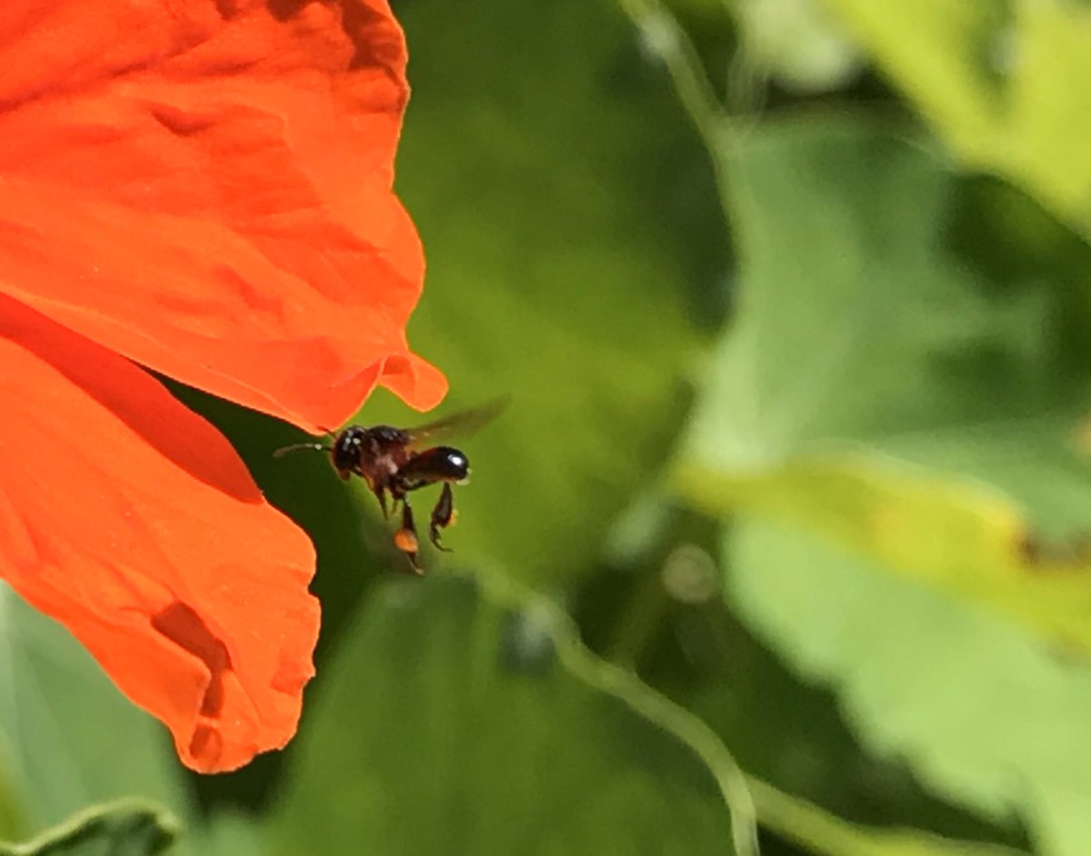 Salthorse's tweet photo. Our #nativestinglessbees with legs loaded with pollen from the #nasturtiums in our garden this morning #montville #abcmyphoto https://t.co/rre8APk0s7