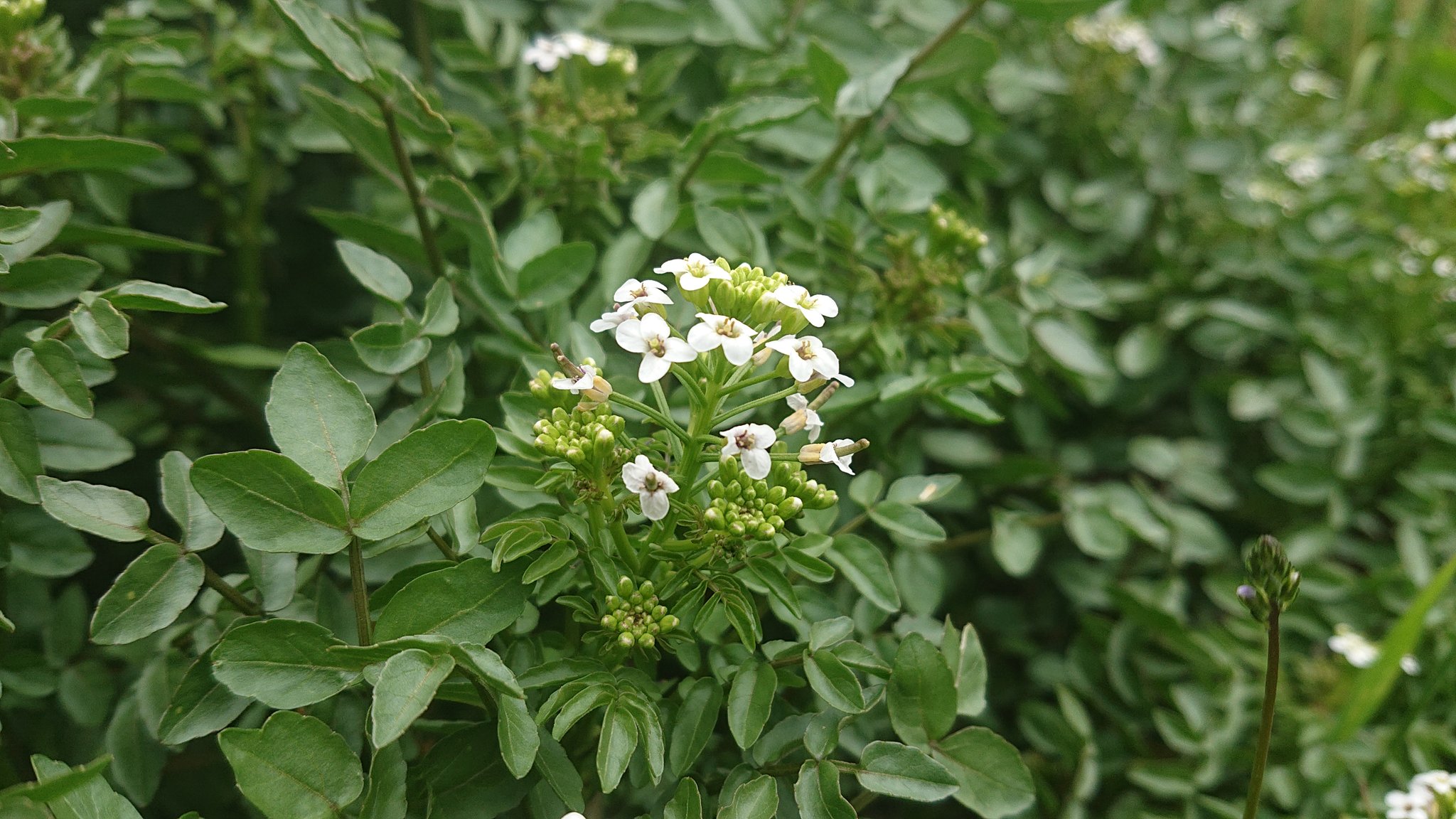 クレソンの花 Twitter Search Twitter