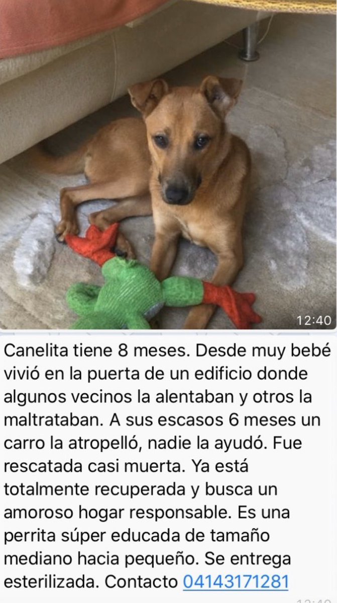 PerroUsuario's tweet photo. Reporta @elyelyrodriguez: Están en adopción #Caracas más información por favor enviar sms o comunicarse por WhatsApp si no puedes darles un hogar por favor regálales un RT  https://t.co/H7t1bCGYeI
