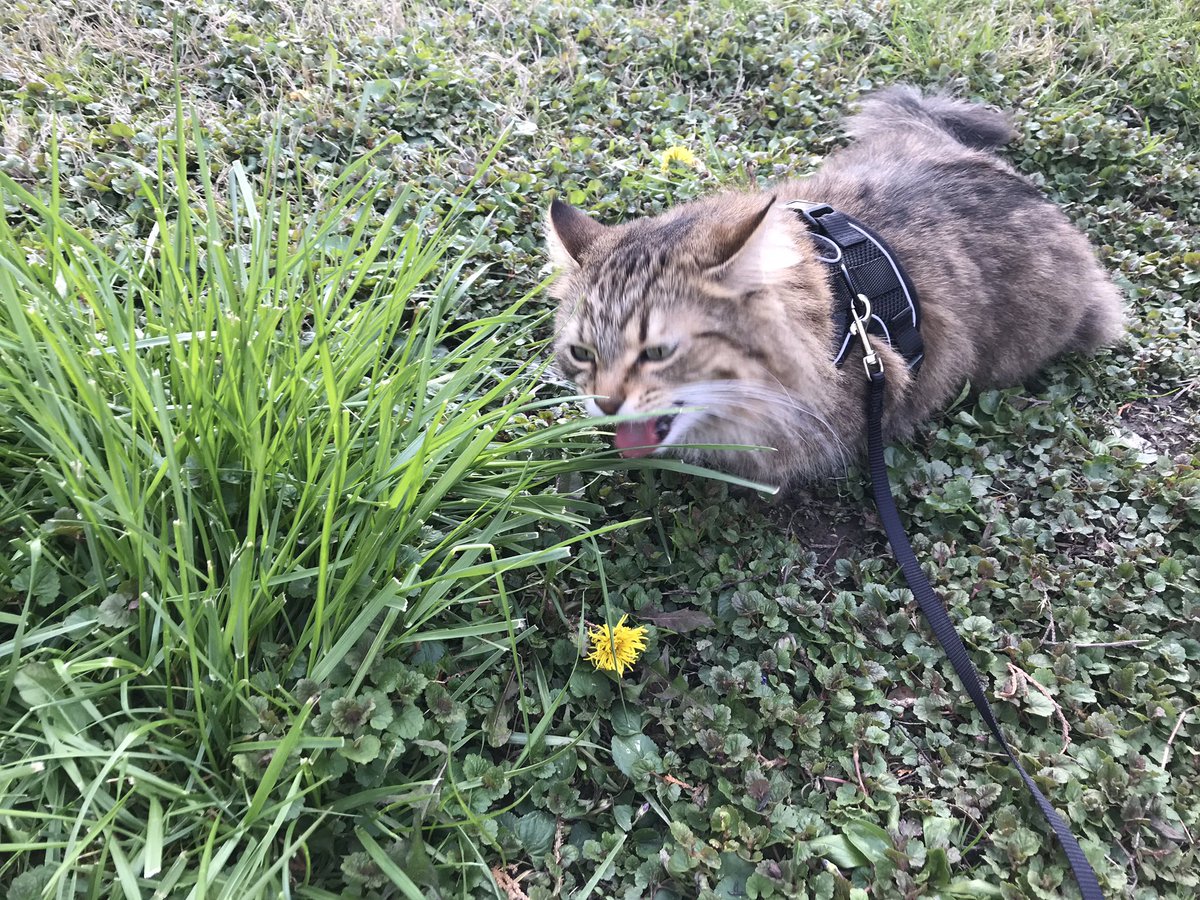 How many photos can I take of my cat during quarantine?