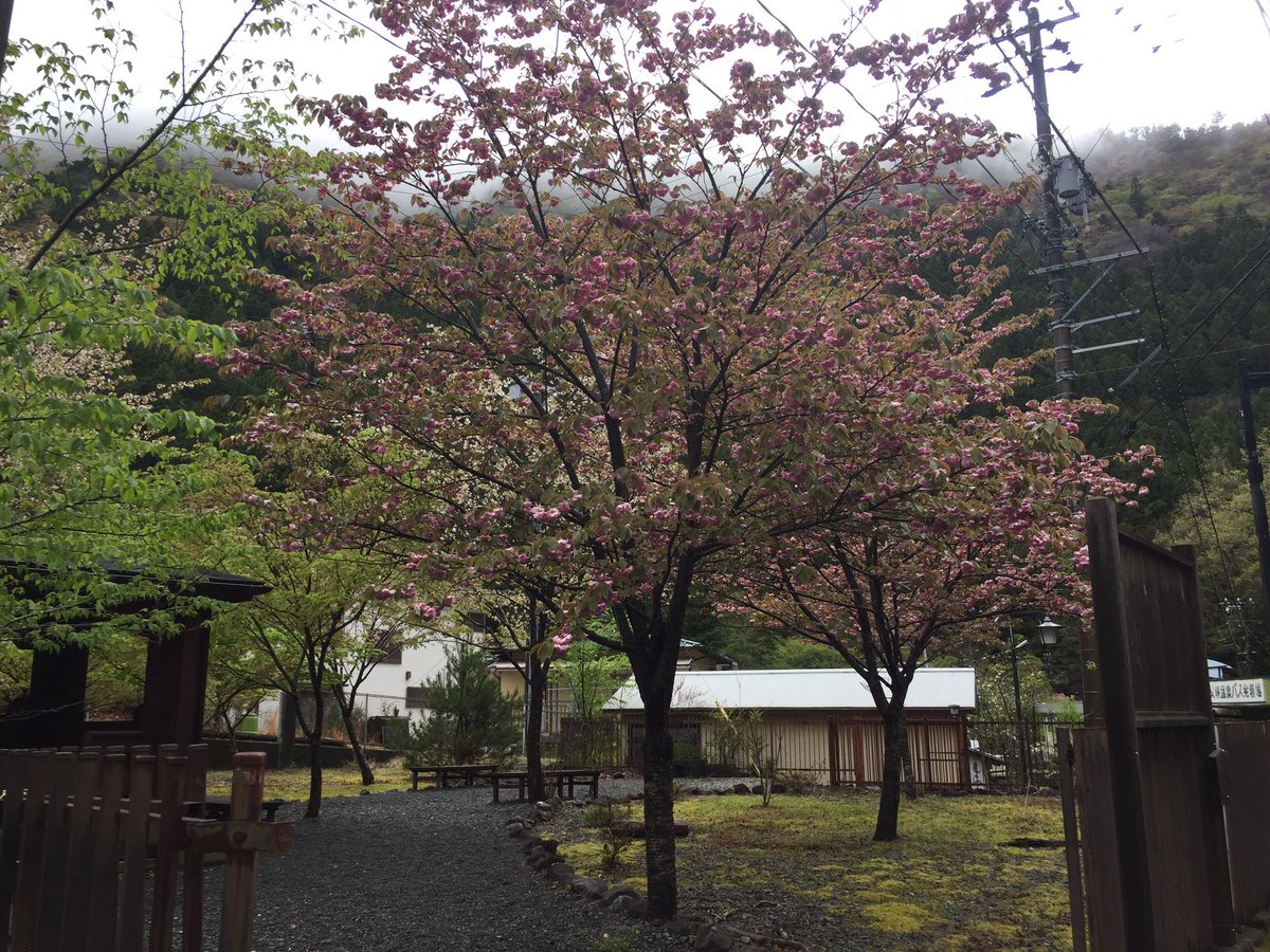 kuretake2985's tweet photo. ちょっと雲が多くなってきましたね…
今日から夢の吊橋方面とグリーンシャワーロード、2つの遊歩道が通行禁止になってしまいました…寸又峡露天風呂も臨時休業になってしまいました😭
5月6日までの予定ですが、皆様の安全の為仕方がないですね🤔
店の近くの宮前公園の八重桜が満開になりました😊 https://t.co/ZMp7vKBoTy