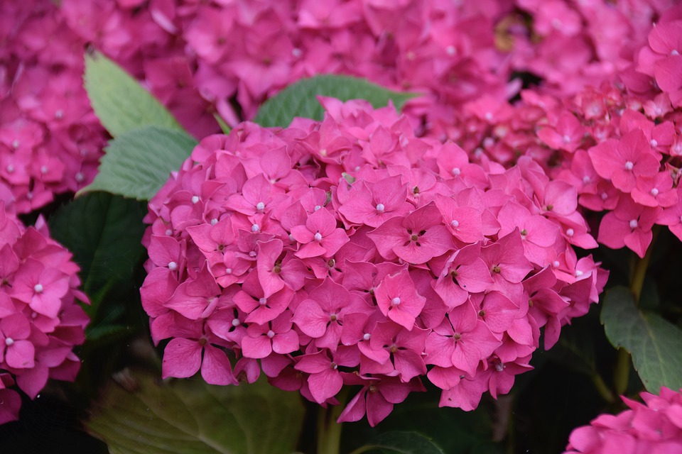 紫陽花 花言葉は浮気