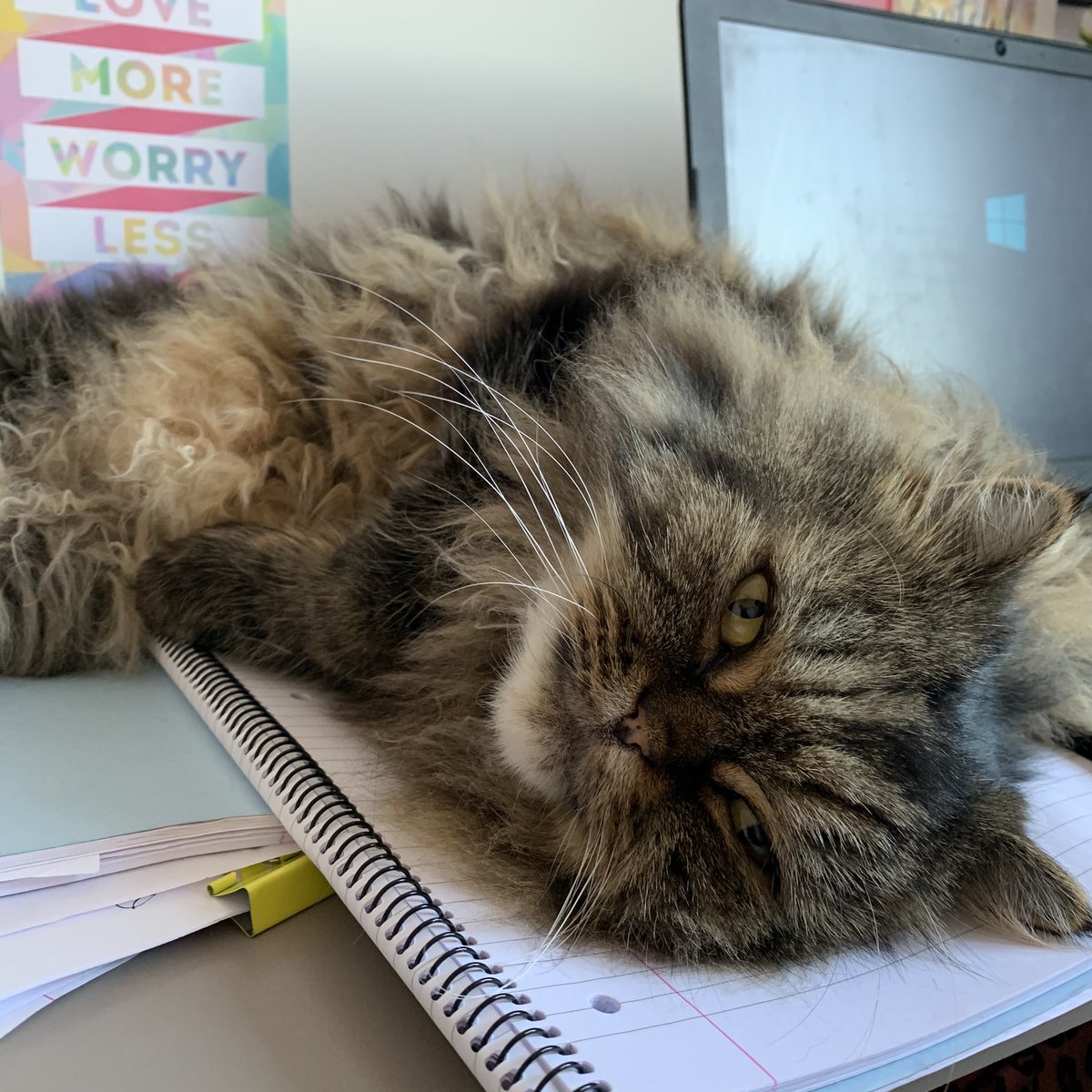 fluffybasil's tweet image. As I’m a #workingkitty now can I have double tuna? #tunatuesday 😻🐟🐟 @Cleo_sMommy @Tonithecat32 @nesjloch @Joeybird @BloomNight2 @Betty_Boo_Kat