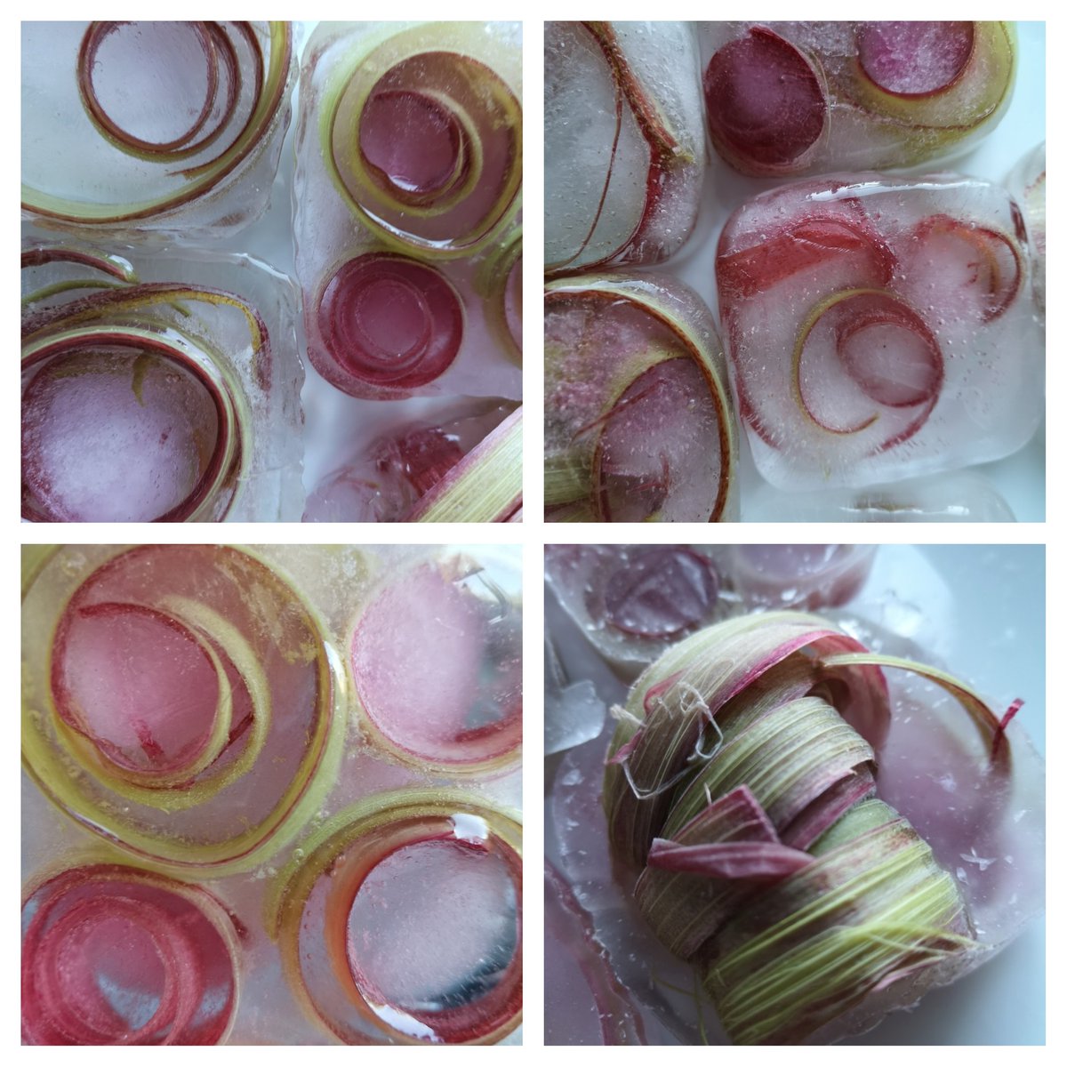 A bit of pink before the working day starts, rhubarb peelings frozen overnight great textures and colours made @LizAtkin #texturehuntergatherer #rhubarb #pinkandgreen #circles #icephotography #crumblefortea #artathome #creativityathome