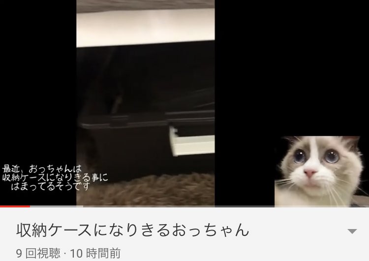 ranboandojsan12's tweet photo. 動画をUPしました♪
チャンネル登録よろしくです😸
https://t.co/aEeE03IRj4

😹お願い
#フォロー
#固定RT
😻お礼
#フォロバ100パーセント
#固定ツイートRT

#固定RT
#RT企画
#相互リツイート
#相互RT
#相互フォロー
#拡散希望RTお願いします
#猫好きさん
#おうち時間 
#YouTube相互登録 https://t.co/mZJcjZ00tl