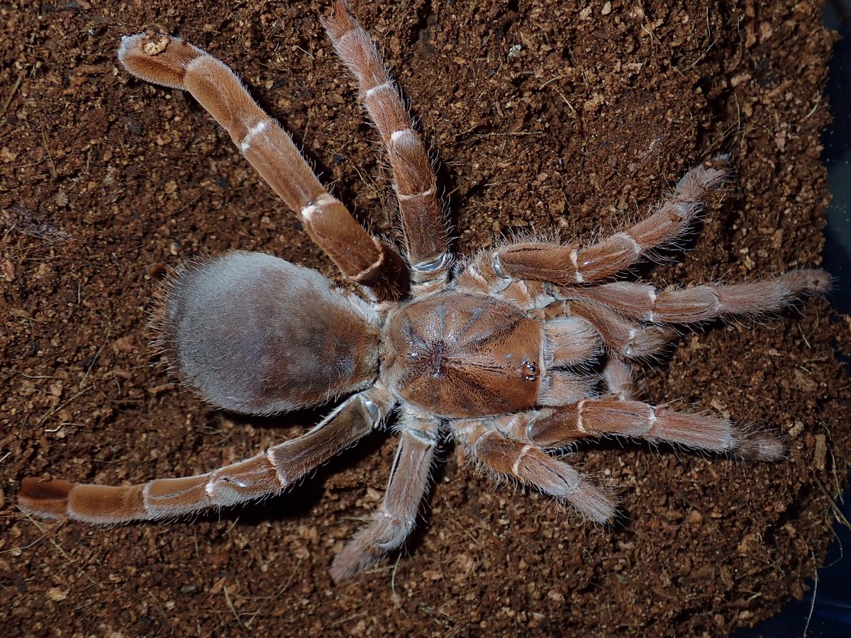 軍曹 時雨 Pelinobius Muticus キングバブーン Female 軍曹 時雨 Pelinobius Muticus キングバブーン Female