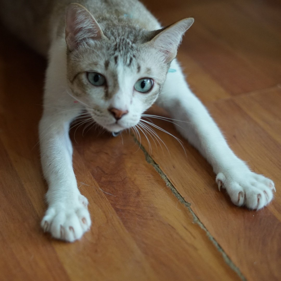 Catster & Co บ้านพักพิงแมวจร tweet media