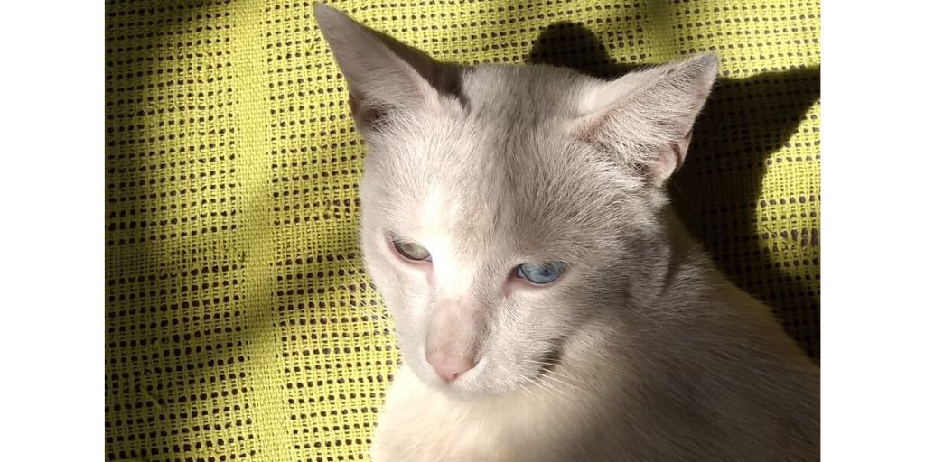 LIMAENESCENA10's tweet photo. URGENTE #RossanaDíazCosta nos dice: amig@s mi gato Fellini se ha perdido. Es  blanco, grande, con un ojo azul y otro verde. No tiene collar. Ocurrió en la calle Nicolás Alcázar, en Pueblo Libre. Cerca al Pardo's Chicken de la avenida Sucre. Llamar: 994935180 y 971116766. Gracias. https://t.co/evKG3uCKjF