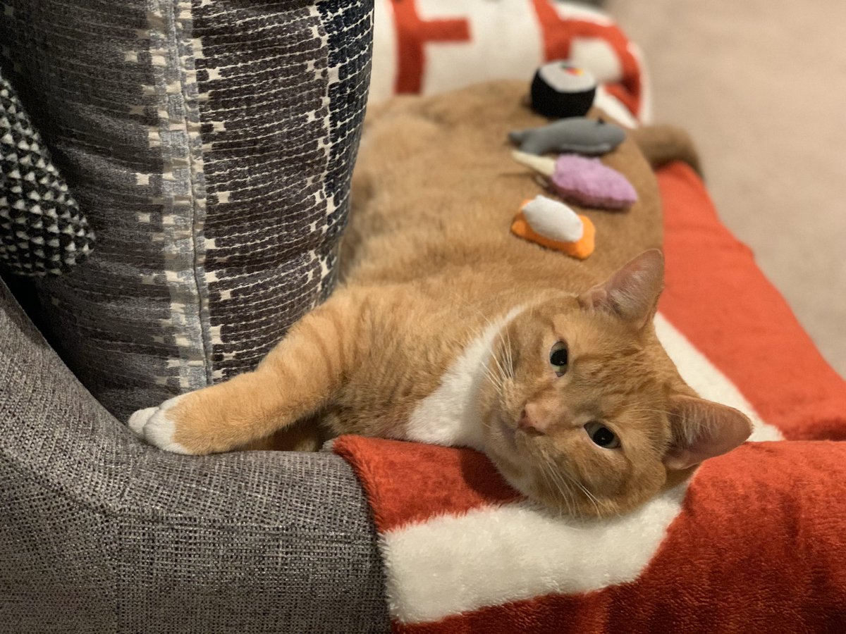 ThorMeowMeow's tweet photo. Wud u lik som Suzhi fishez?! 🍱 🍣#nyotaimori or #nyotaiMEOWY ? 😸 https://t.co/8euO3IT9sR