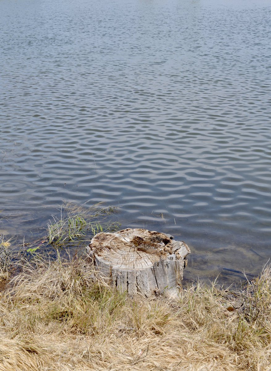 rootbeerphoto's tweet photo. Today it was kinda hard to find things to photograph. I was... (wait for it)... stumped! 🤣🤣🤣
https://t.co/CWluQJiAHY #quarantinephotos #shotbyjason #bookwormwithacamera #bakersfield #morningbikeride #shootanything https://t.co/WPs7iUpeAK