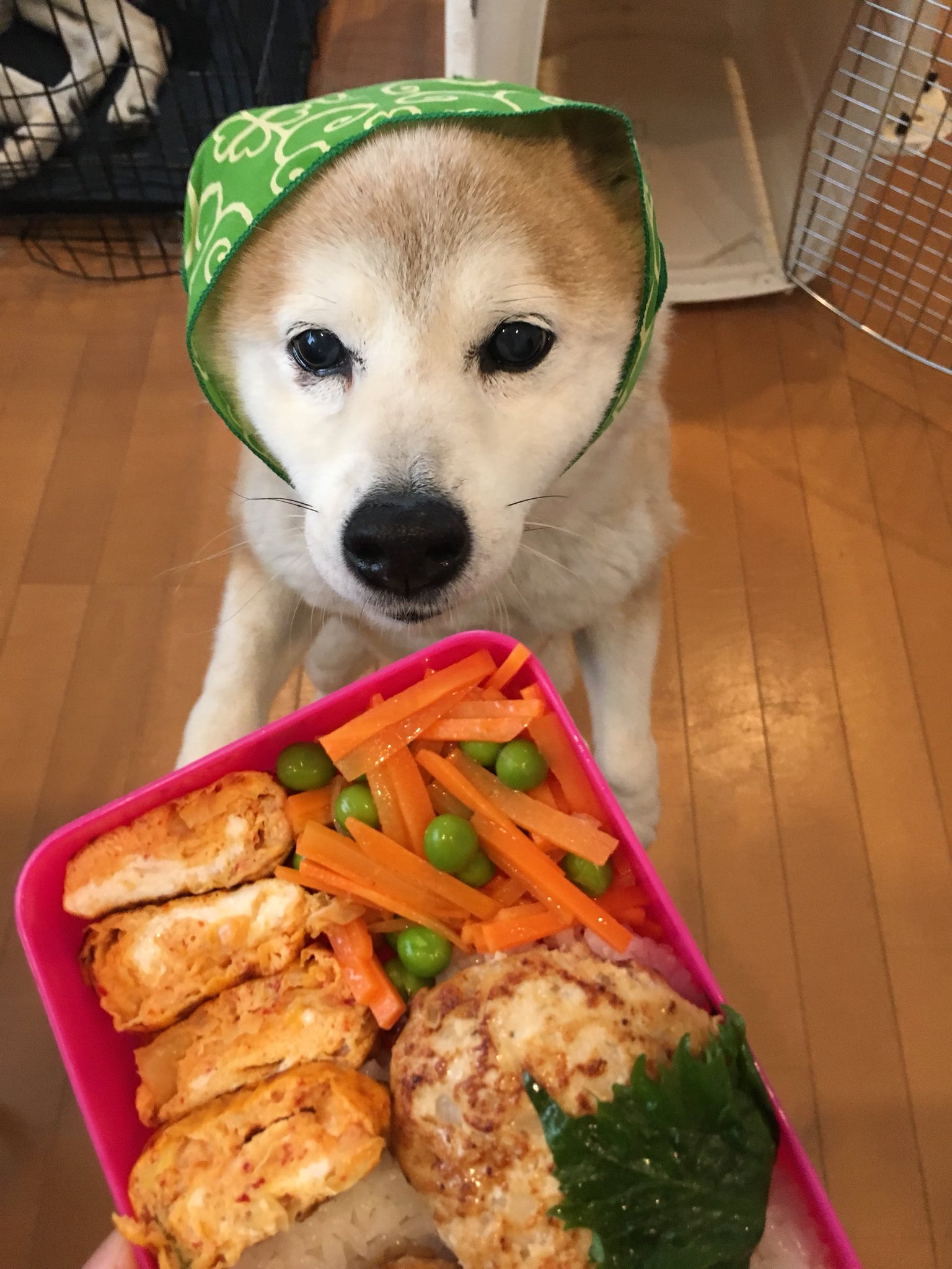 Sekinedesign ちわーーーーーーっす 犬のおべんとう屋でーーーーーっす 今日は 鶏つくねとキムチ卵焼き わんよ 興奮わん 通勤の人 テレワークの人 踊ってる人 舞台の人 子育て中の人 介護中の人 被災地の方 深呼吸わんね 病気療養中の方 犬