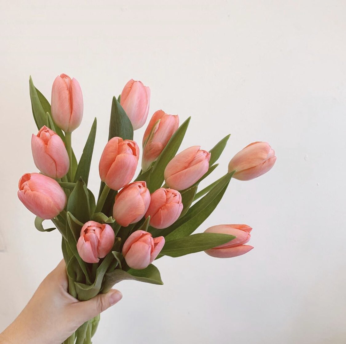 sharewithme18's tweet photo. tulip ♡

adorable_ssu https://t.co/6EOTiv6Ujg