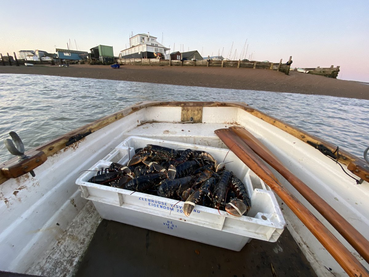 PassionSeafood's tweet photo. Chelsea lobsters 🦞landing with @rexgoldsmith very soon....👌🏼 https://t.co/uX2UtnYcIc