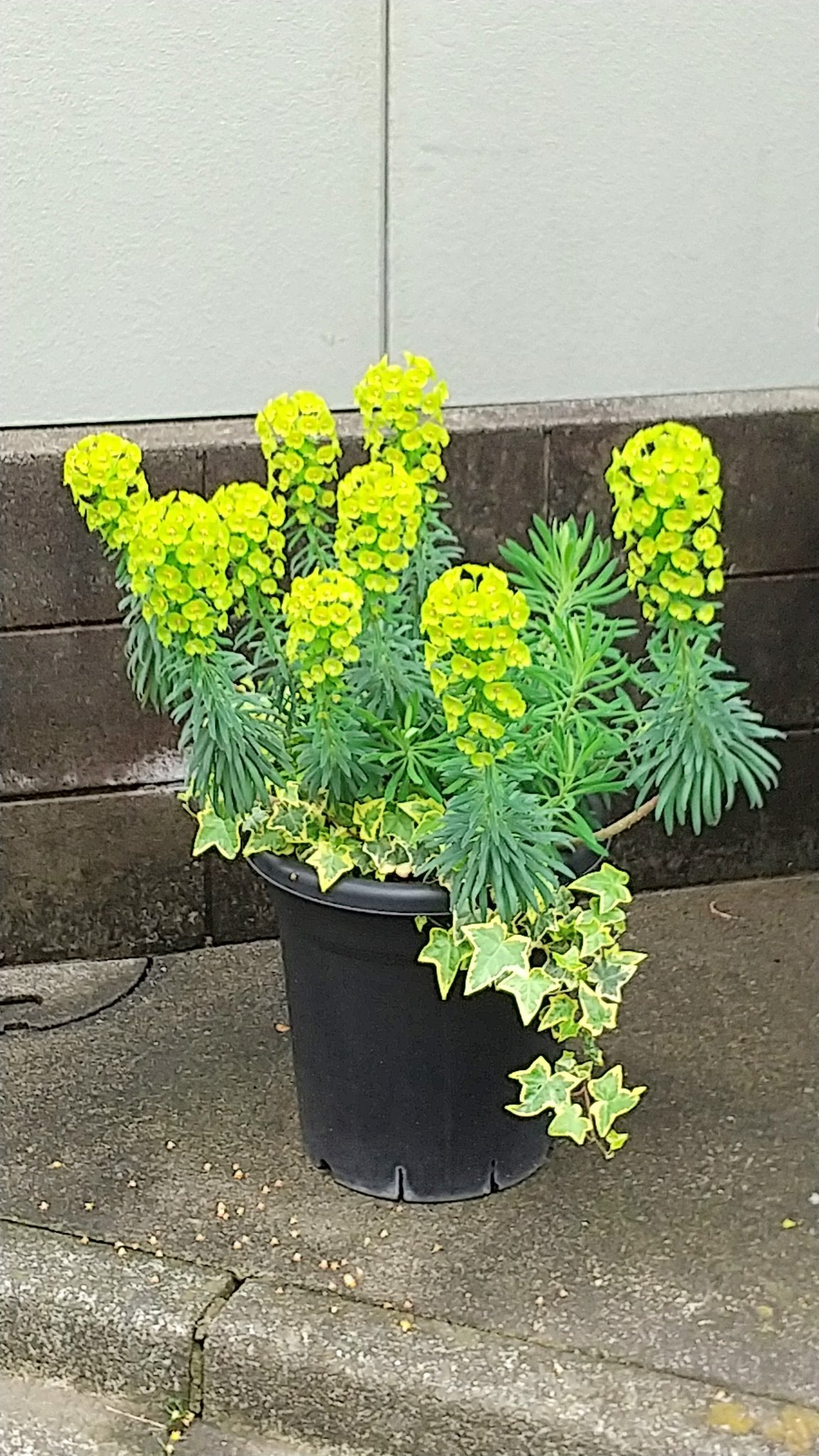 フラワーラベル Twitter Search Twitter