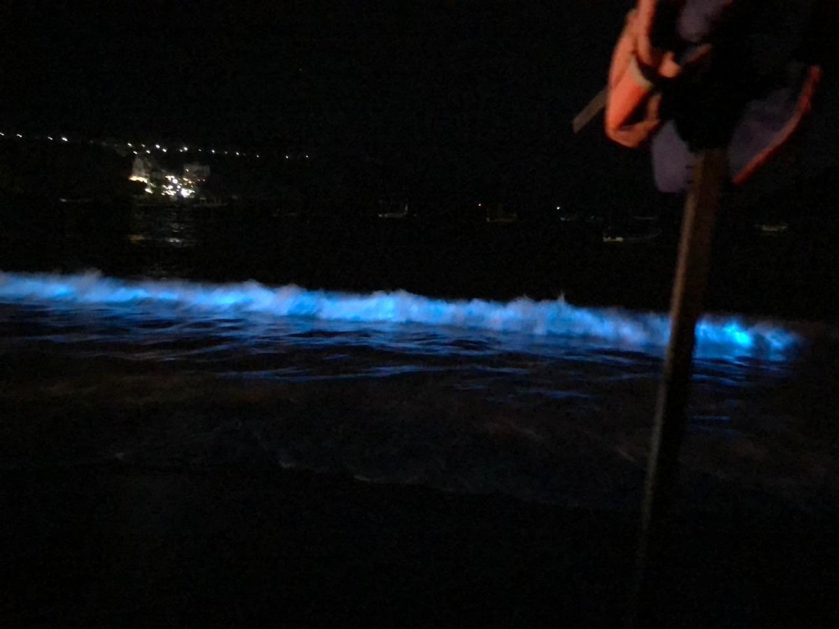 Jorbyjcb's tweet photo. La bioluminiscencia es un proceso que se da en los organismos vivos, en el que la energía que genera una reacción química se manifiesta como luz. Fuente: BBC 🌊

Quisiera dar créditos por la 📸, pero ya es imposible saber quién la subió primero, solo disfrutemos. #Acapulco. https://t.co/vSTWJJW9QJ