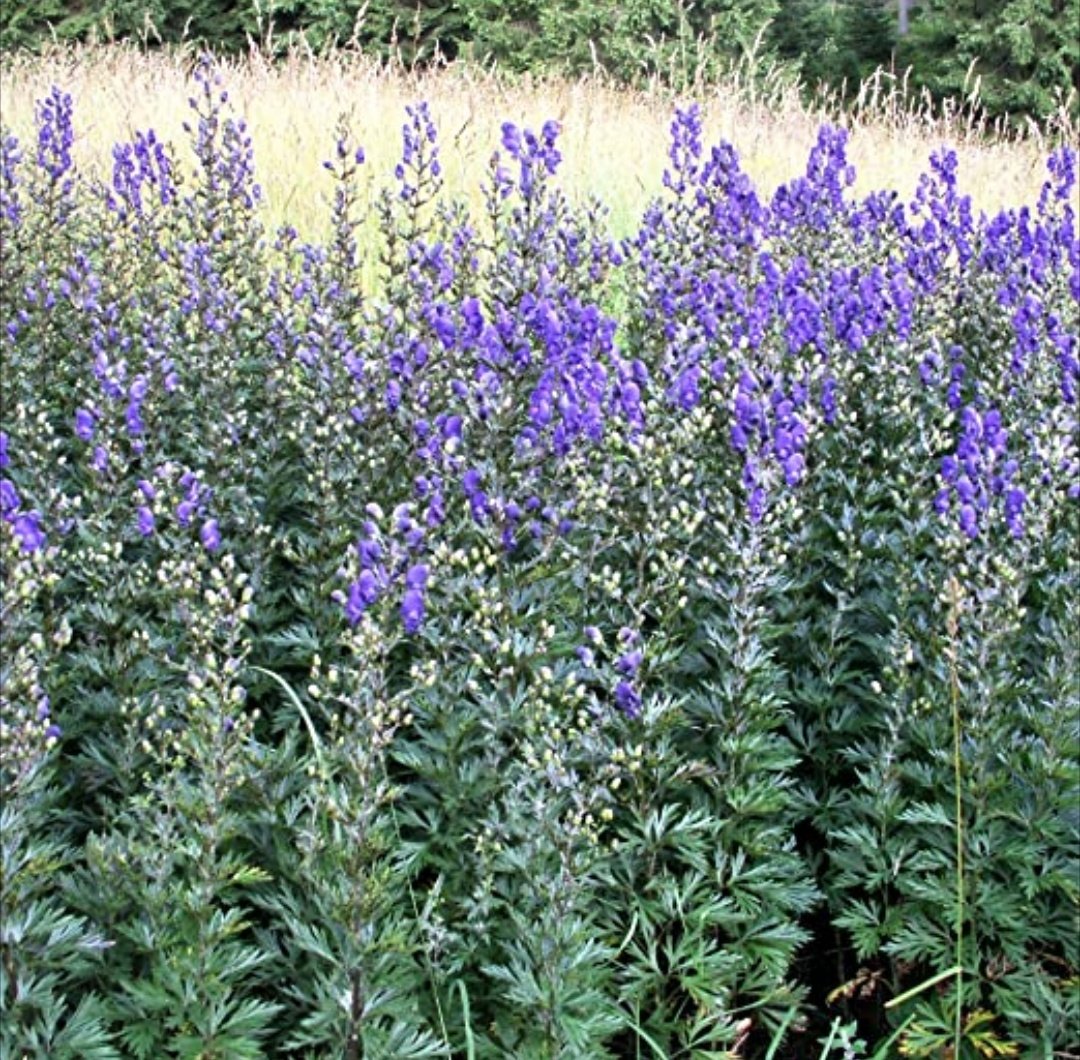 5. AconitineDaripada tumbuhan Aconitum napellus. Cantik buat landskap kan?Tapi inilah pokok yang digelar Queen of Poisons.Dari akar sampai ke pucuk semua beracun! Pegang pokok ni tanpa glove? Terus keracunan Nasib baik tak tumbuh kat sini, native di Eropah.