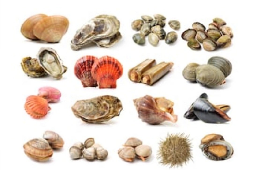 4. ShellfishDalam persekiraran laut yang bertoksik, bahan toksik akan memasuki sistem shellfish ni (kerang ke lala ke kupang ke) sebab cara makan dorang memang tapis apa² yang ada pada air je kan.Bukan boleh suka² hati pergi kejar ikan atau order grab kan??
