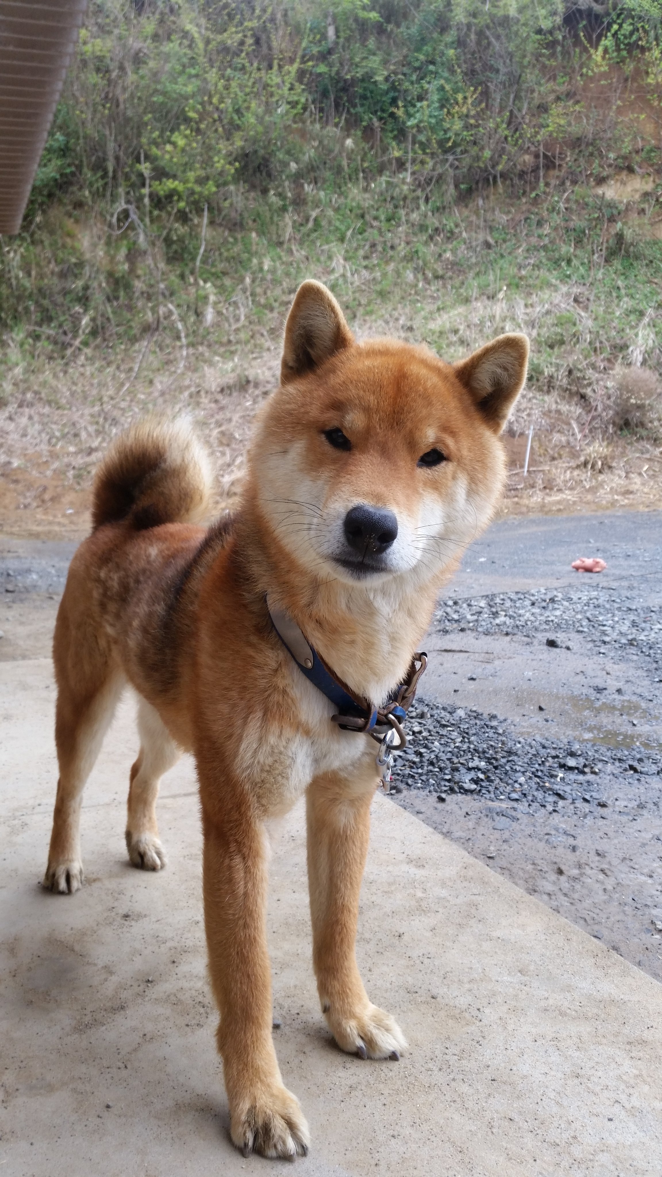 トニオ氏 柴犬 チャロくん微妙なマロ眉になってるw T Co Gwcsibwhub Twitter