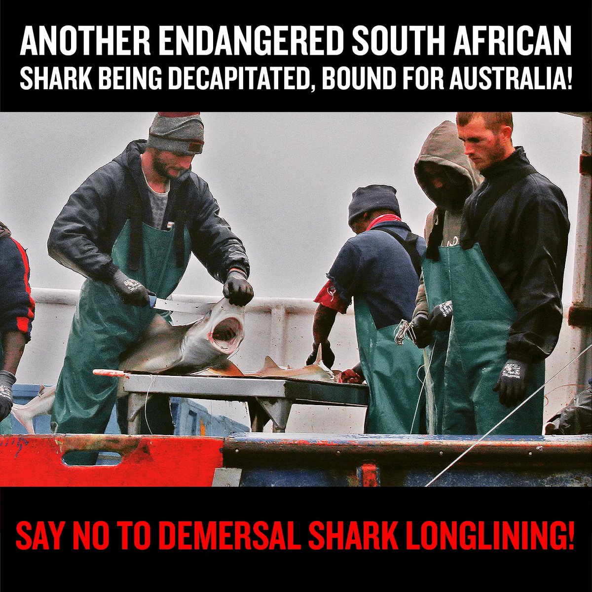 SharkExplorers's tweet photo. @environmentza scientists have recommended restrictions be placed on DSL Fishery since 2011. No action has been taken.
From fishermen to the public, the demand is unanimous: CLOSE DOWN THIS FISHERY to protect jobs, tourism &amp; the ecosystem #sharkfreechips https://t.co/bhWAAgXqnU