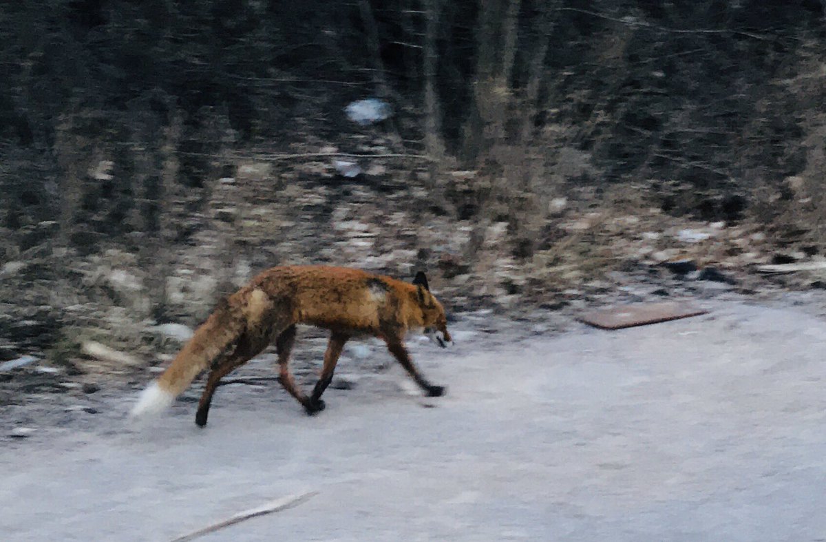 HannukainenJuho's tweet photo. Kyllä #Helsinki osasi eilen olla kaunis! Ja ensimmäistä kertaa ikinä juoksin #puolimaraton’in 😍💦🏃♂️ #maisemajuoksu #helsinkirunning #sightseeingrunning #kettu #cityfox #auringonlasku https://t.co/WptR1cqcnN