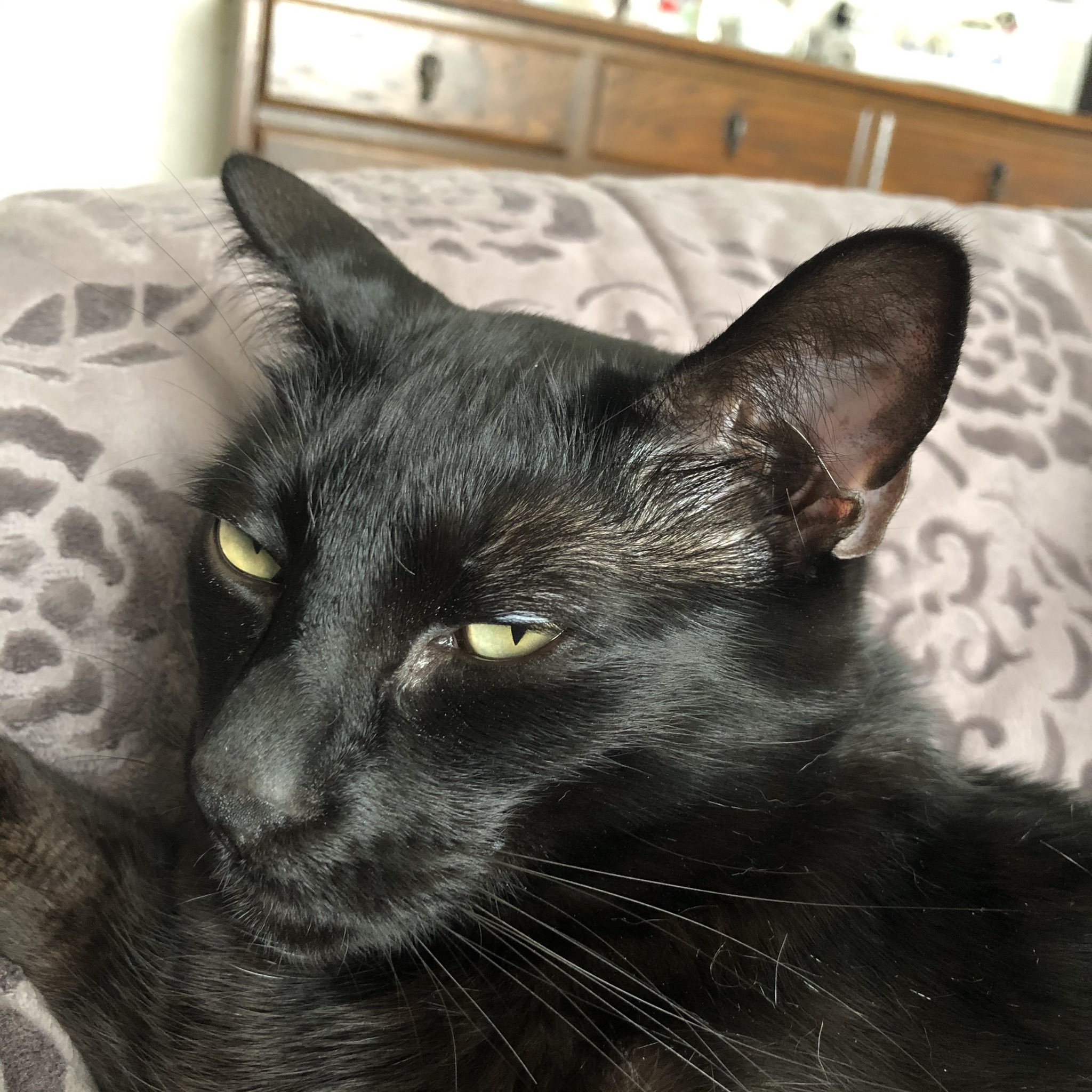 黒猫のリヴァイ 私 間違えて黒豹育ててた 猛獣 T Co Wtv6fz78me Twitter
