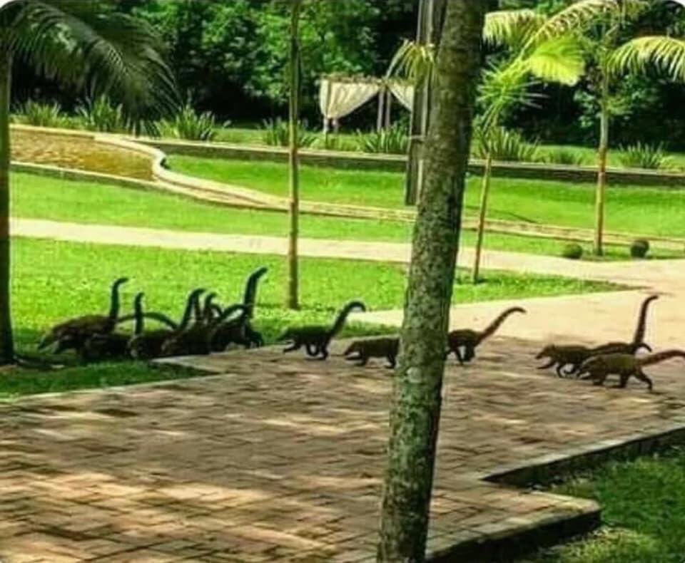 XStregatto's tweet photo. La natura si riprende i suoi spazi (non l’ha detto ancora nessuno, giusto?).
Cuccioli di dinosauro corrono felici https://t.co/2hhPCiR0RB