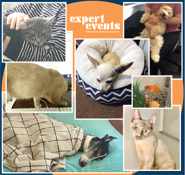 ExpertEventsAus's tweet photo. As some of us spend more time working from home we have a few new supervisors on the job #workingfromhome #pets #conferenceorganisers #nappingatwork #keepingasenseofhumour #expertevents #cats #dogs #tokenfish #COVID19 #StayAtHomeSaveLives https://t.co/Oz26c9pajp