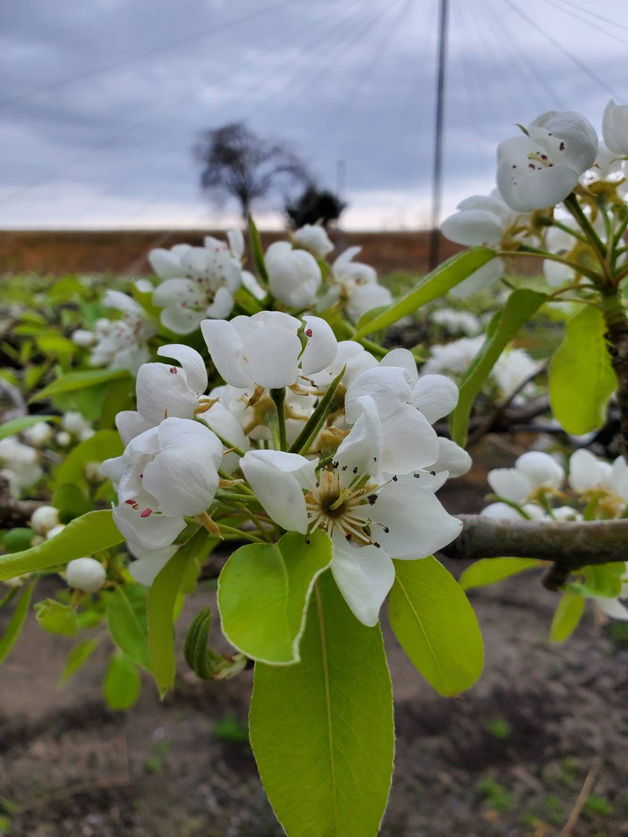 有 盈 科 ｴｲｶ 今日のルレクチェ ついに開花しました 梨全般の花言葉は 愛情 そして 梨の木にも花言葉 があるそうで 慰め 癒し とありました 花言葉を知ると さらに パワーをもらいますね 洋梨 ルレクチェ Galaxy Galaxyカメラ部
