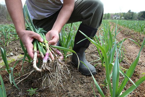Interesting thoughts in this <a href="/BostonGlobe/">The Boston Globe</a> piece from Kathleen Finlay (former MD of Harvard Medical School’s Center for Health and the Global Environment). Her points around connecting communities with local farms really resonated with us. bit.ly/3dMxmxs

#sproutstack