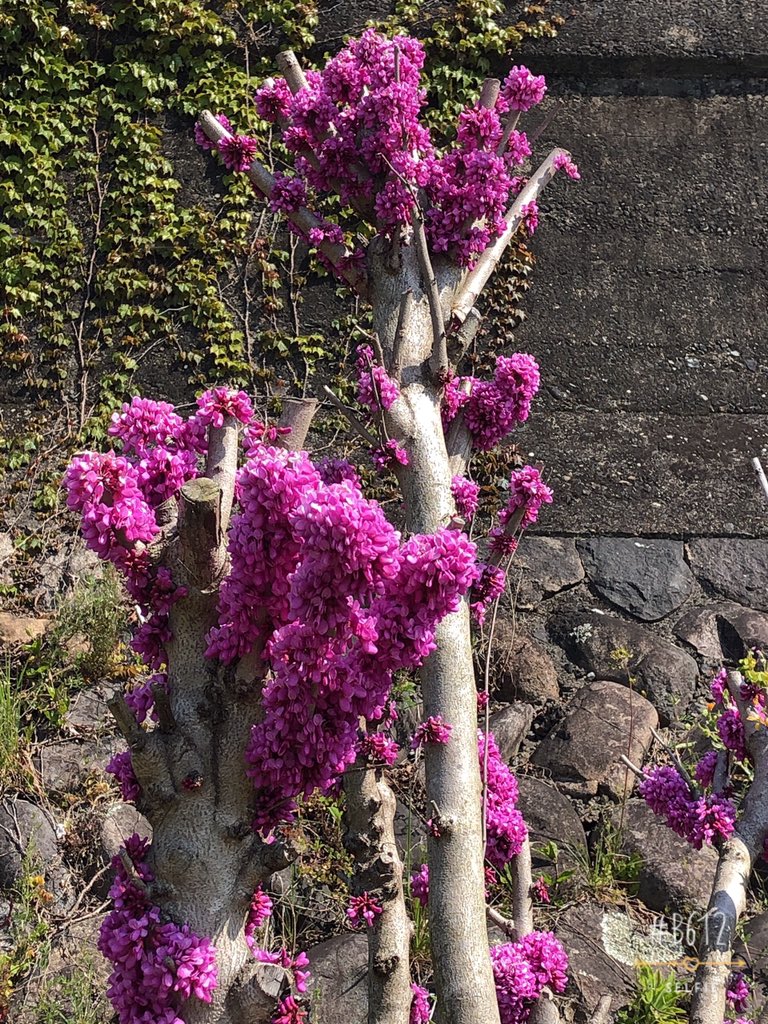 ピンクの花が咲く木 ピンクの花が咲く木