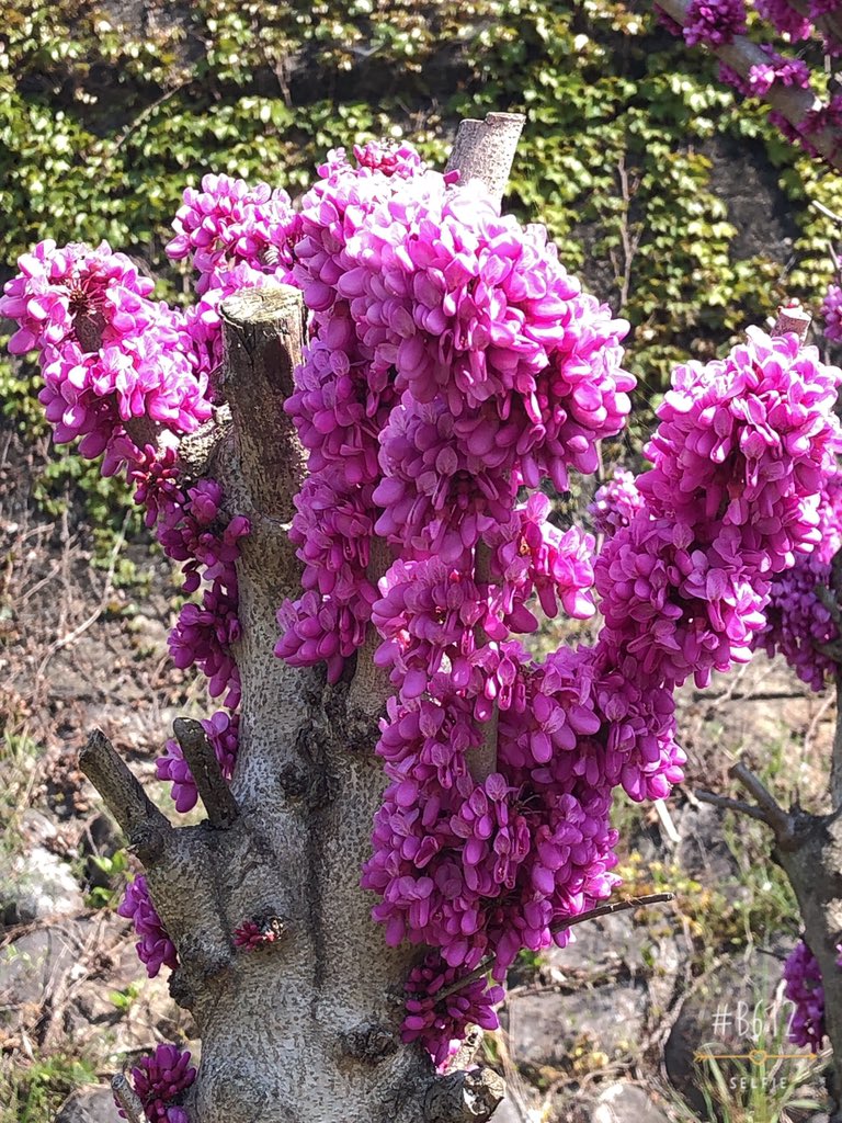 ピンクの花が咲く木 ピンクの花が咲く木