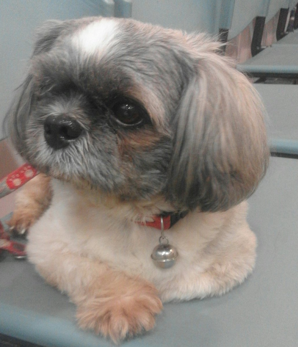 ช่วยรีหน่อยนะคะ​ #หมาหาย
🐺 ตามหาสุนัขหายค่ะ
น้องชื่อ #โตโน่ 
📍 บางพลัด จรัญสนิทวงศ์ 79​
🐶  #ชิสุ เพศ ผู้ 
       ตัวอ้วน สีเทาสลับขาว ตาขวาฝ้ามัว น้องมองไม่ค่อยเห็น อายุ 10 ปี เรียกโตโน่เขาจะวิ่งหา อายุเยอะแล้ว อาจตกใจเสียงดังแล้ววิ่งเตลิด
#หมาหลง​ #เราไม่ทิ้งกัน กังวลมสกค่ะ😭