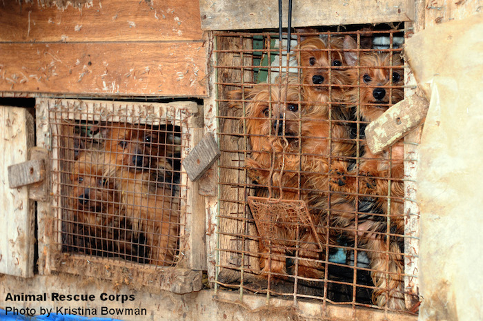 anti_speciesism's tweet photo. He dedicado años a “investigar” criaderos de perros. Abro hilo con mis conclusiones.

Si ves a Violeta o a Pelayo se lo explicas. RT

1) Los criaderos son granjas. Su finalidad es ganar dinero.

2) Para ganar + dinero recortan gastos de manutención, alimentación y veterinario. https://t.co/Q0gfDpWXAS