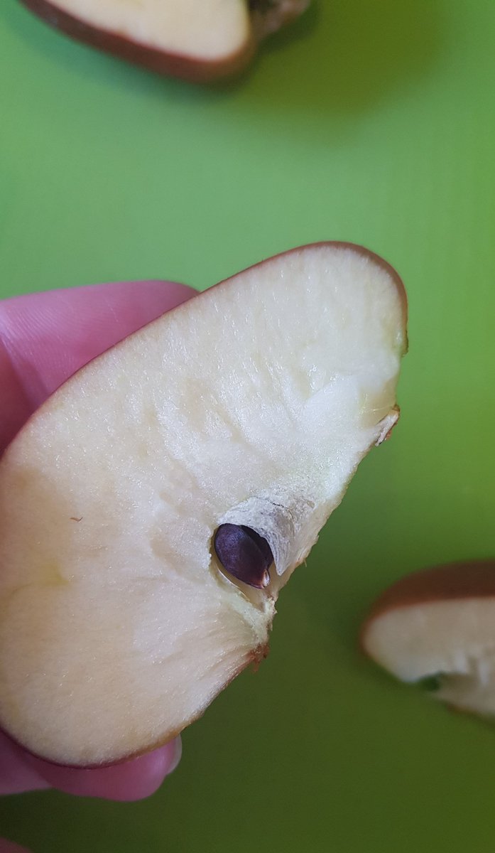 I can confirm...Apple McAppleton was a tasty apple. But how often do we discard apple cores and how easy is it to grow an apple tree? People who know my love of gardening probably know where this is heading. Apple McAppleton will live on!