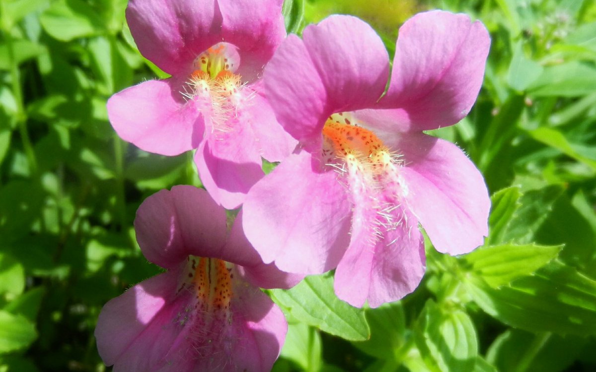 花 彼は私の北であり 南であり 西であり 東であった 私の正午であり 真夜中であり 私の おしゃべり であり 私の歌であった あの愛が永遠に続くと思ったけれど 私は間違っていた W H オーデン 米国の詩人 今日の誕生花