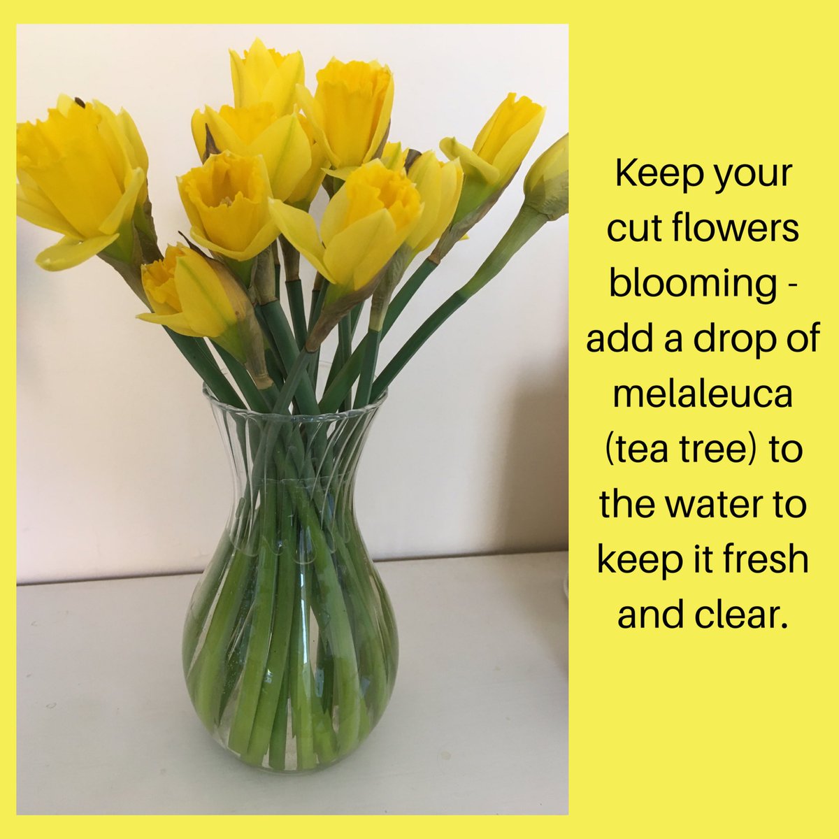 live_naturally_'s tweet photo. Who knew? 
Such a simple hack to help your cut flowers last longer. When you add a drop of melaleuca (tea tree) essential oil to the water, it helps prevent the bacteria and mould that turn the water green. 🌿💧 https://t.co/aEZ7w7Jd3d