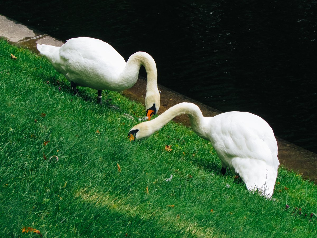 Yankovskaya Mariya (@MYankovskaia) | Twitter