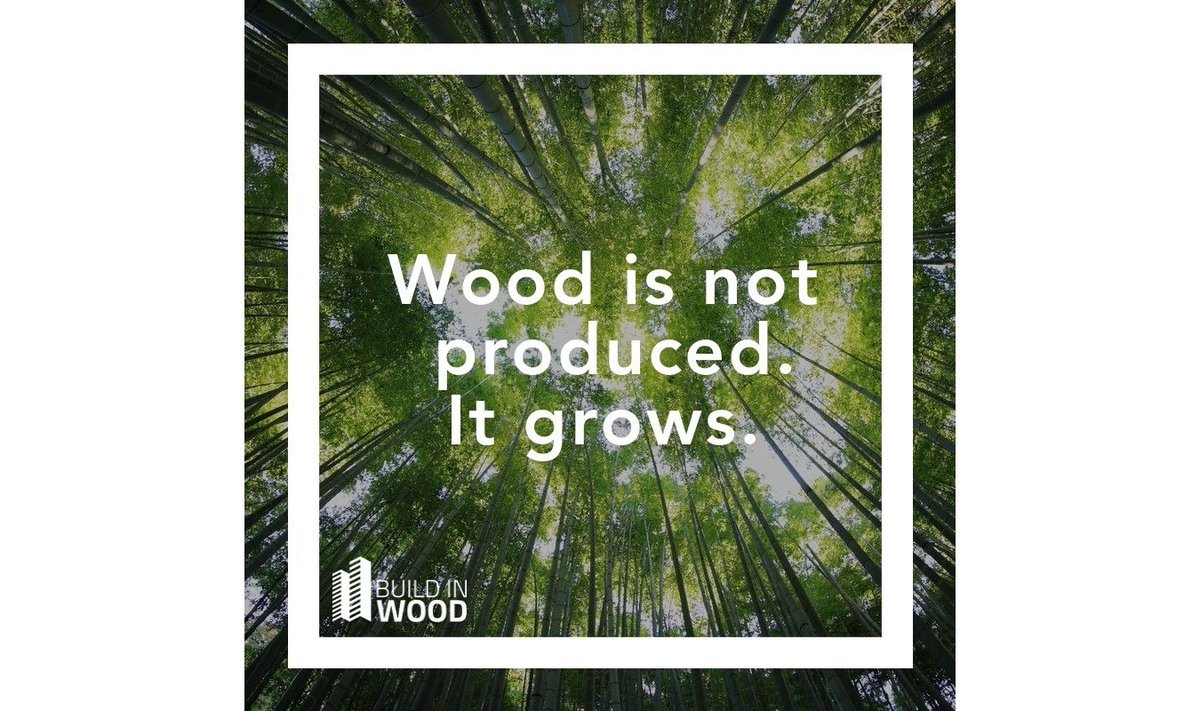 Build_in_Wood's tweet photo. Wood is the perfect renewable building resource - all it needs is sun, soil and some rain ☀️🌧️🌱 #buildinwoodh2020 #renewable #timber https://t.co/WhsrZihUYC