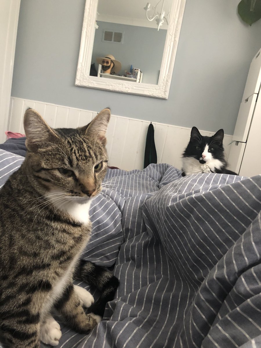 beckluvslobster's tweet photo. I wake up to these little dumplings on the bed every morning, these are from the last four days🧡🐱🧡#notacatperson #catsoftwitter #Kittens https://t.co/lCtu7AHmcG