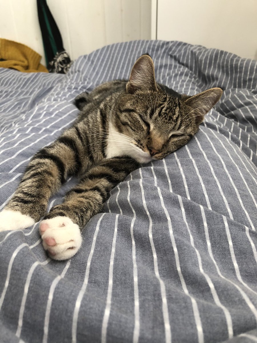 beckluvslobster's tweet photo. I wake up to these little dumplings on the bed every morning, these are from the last four days🧡🐱🧡#notacatperson #catsoftwitter #Kittens https://t.co/lCtu7AHmcG