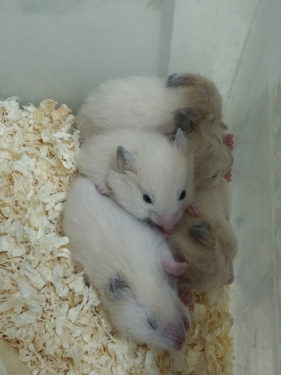 田中金魚 على تويتر キンクマハムスターのベビーが来ました 生後約３週間 ギュっと集まる寂しがり屋のオス達と角に１匹ずつ離れるメス 達 見事な性差です ハムスター キンクマ きんくま