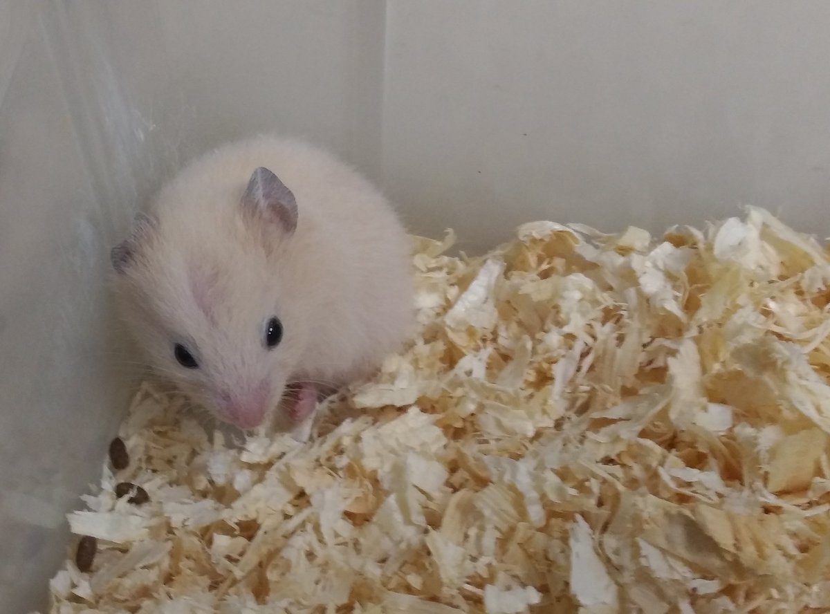 田中金魚 キンクマハムスターのベビーが来ました 生後約３週間 ギュっと集まる寂しがり屋のオス達と角に１匹ずつ離れるメス 達 見事な性差です ハムスター キンクマ きんくま