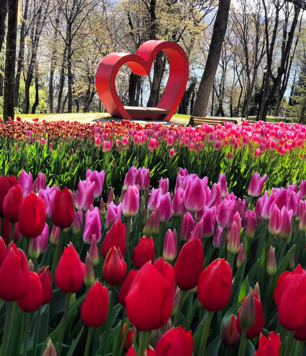 Nisan 2020
Emirgan Korusu 
#lale #emirgankorusu #emirgan #emirganpark #istanbul #tulip #tulips
