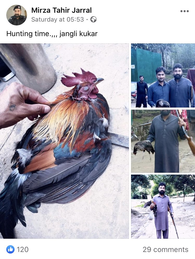 Wildlife of Azad Kashmir is at great risk from wealthy and influential poachers.Wild red jungle Fowl is a rare occuring and protected species in AJK.But authorities have failed to enforce that protected status with even members of police involved in illegal hunting!  @farooq_pm