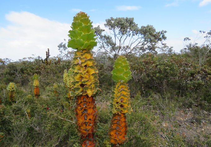  #ProteaceaeGeneraAtoZ: HAKEA. Genus comprising about 150 species found throughout Australia- Hakea victoria in Fitzgerald River National Park in WA- Hakea gilbertii near Badgingarra,WA- Hakea bakeriana, from the Central Coast, NSW