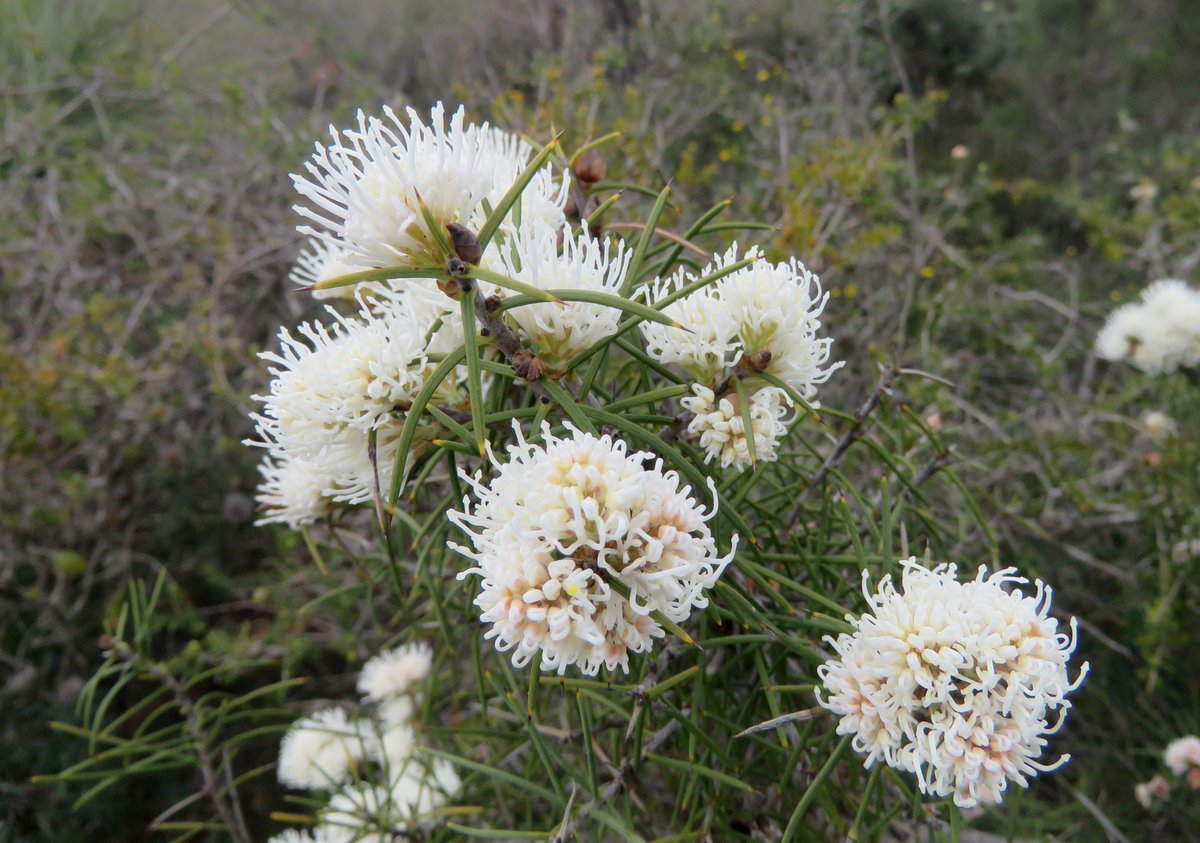  #ProteaceaeGeneraAtoZ: HAKEA. Genus comprising about 150 species found throughout Australia- Hakea victoria in Fitzgerald River National Park in WA- Hakea gilbertii near Badgingarra,WA- Hakea bakeriana, from the Central Coast, NSW