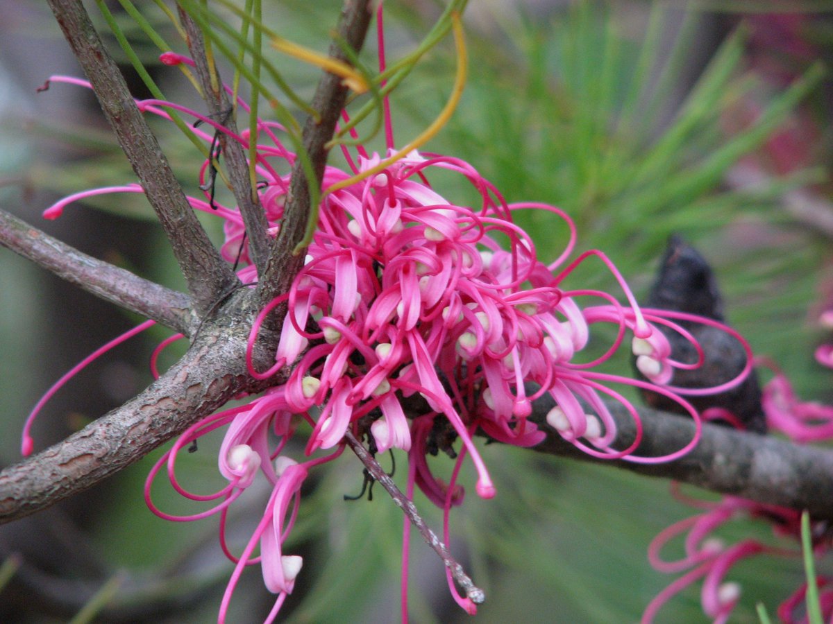  #ProteaceaeGeneraAtoZ: HAKEA. Genus comprising about 150 species found throughout Australia- Hakea victoria in Fitzgerald River National Park in WA- Hakea gilbertii near Badgingarra,WA- Hakea bakeriana, from the Central Coast, NSW