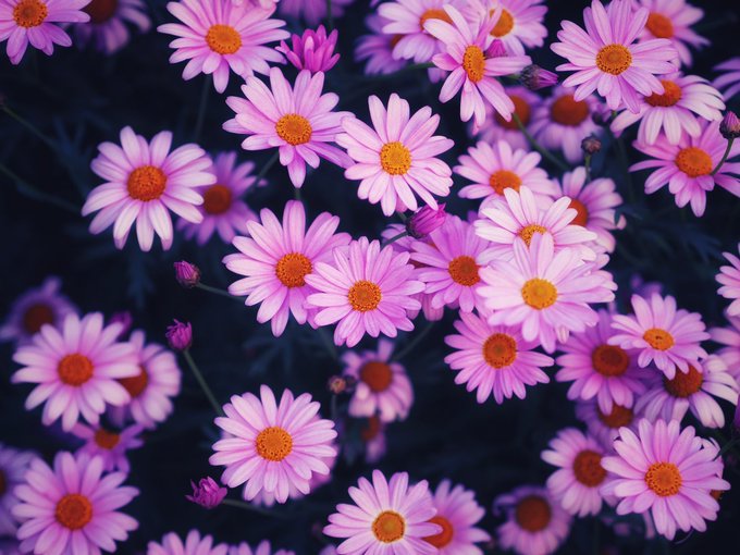 マーガレット 高画質 のtwitterイラスト検索結果