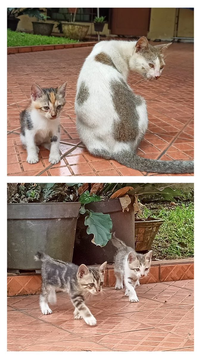 adeningtyas's tweet photo. @animalfesss halo kak saya ada induk dan 3 kitten nya, sekarang mereka di rumah tetangga. lokasi di jl baru, bogor https://t.co/ccKfcbbwzE
