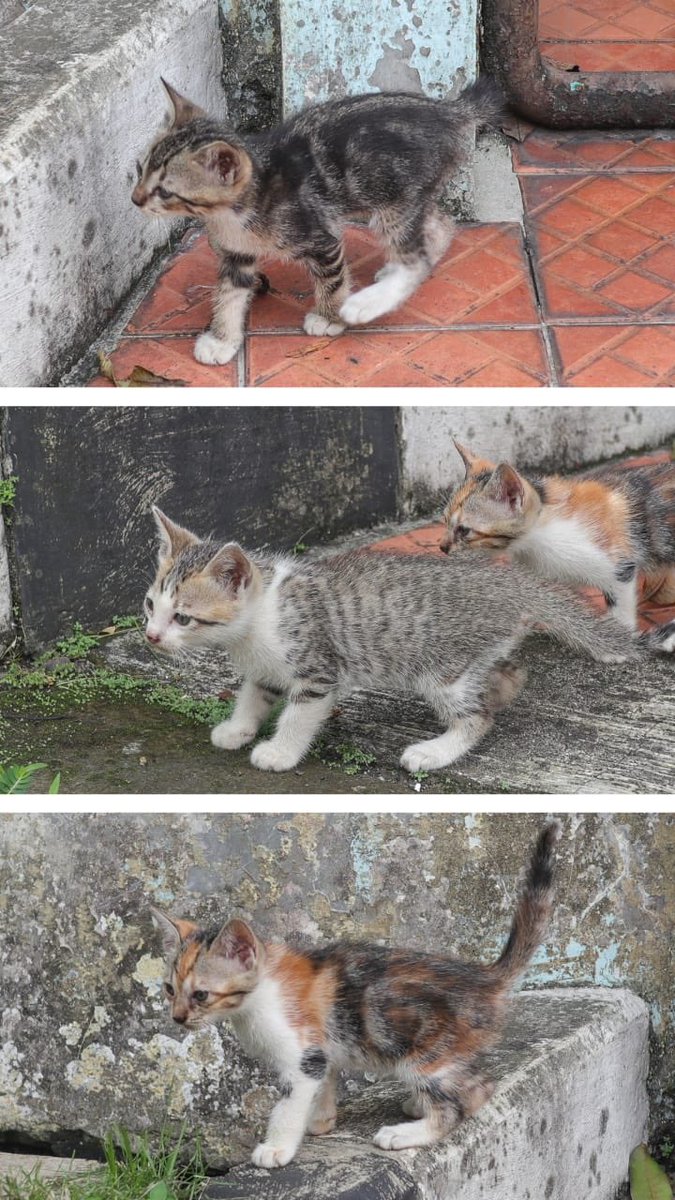 adeningtyas's tweet photo. @animalfesss halo kak saya ada induk dan 3 kitten nya, sekarang mereka di rumah tetangga. lokasi di jl baru, bogor https://t.co/ccKfcbbwzE
